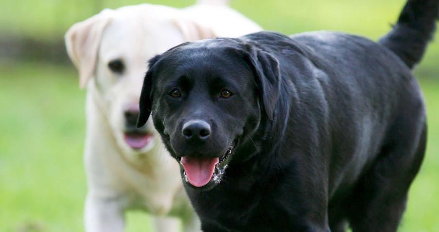 Caract re du labrador quelles conditions de vie lui conviennent