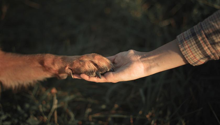 Mon chien est mort : quelles sont les dispositions à prendre