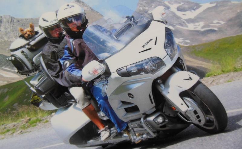 Sac De Transport Pour Chien A Moto Lequel Choisir