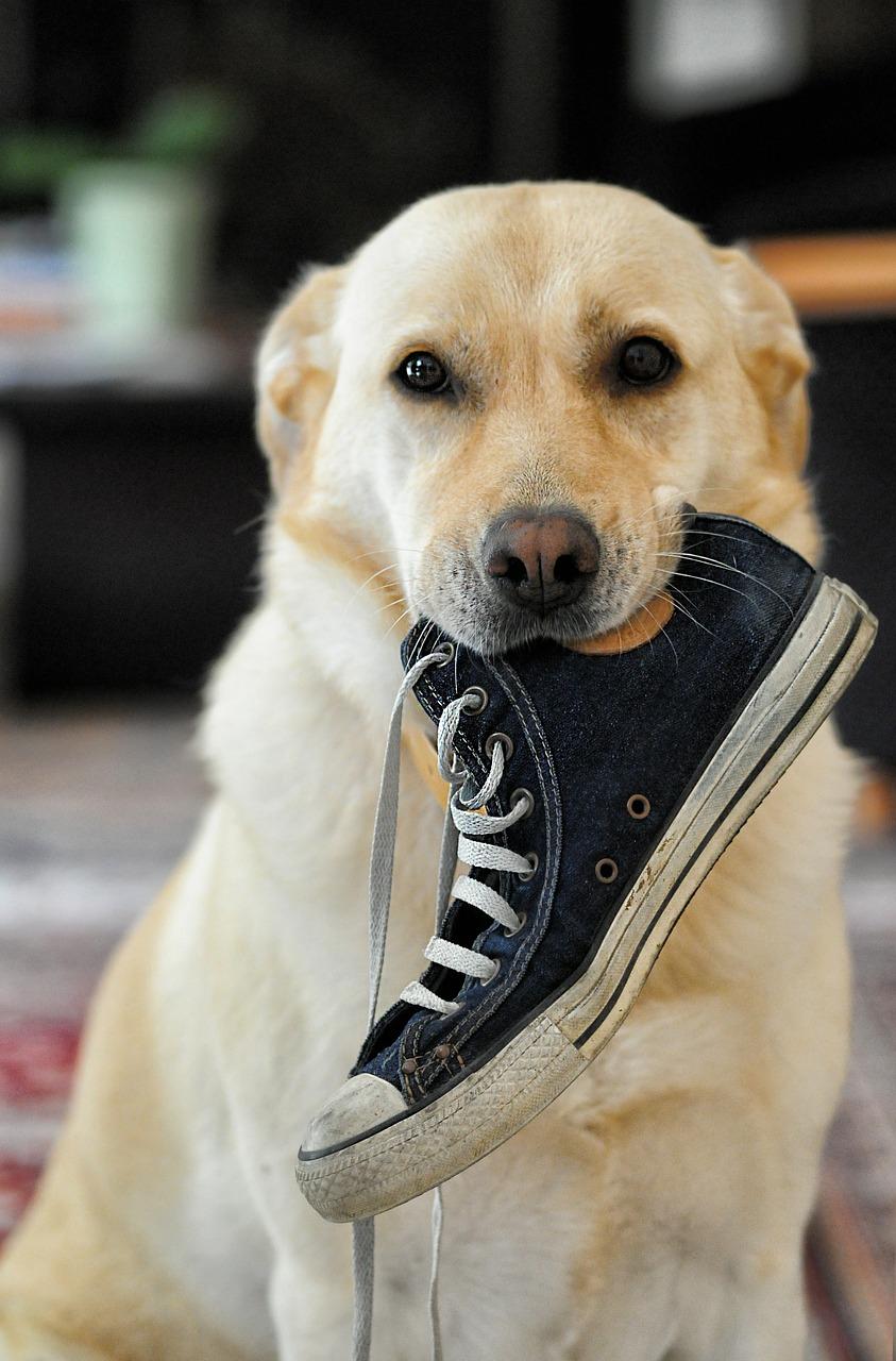 What To Do When Dog Bites Shoes at Gary Leone blog