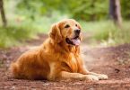 Chiens Golden Retriever : caractère, santé et maladies fréquentes, alimentation, prix et entretien des chiens de race Golden Retriever