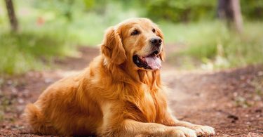 Chiens Golden Retriever : caractère, santé et maladies fréquentes, alimentation, prix et entretien des chiens de race Golden Retriever