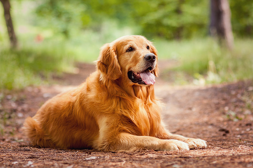 Chiens Golden Retriever : caractère, santé et maladies fréquentes, alimentation, prix et entretien des chiens de race Golden Retriever