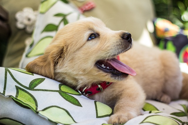 Golden retriever