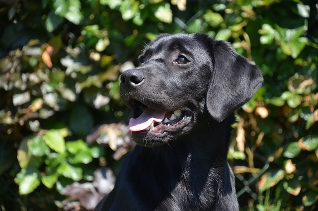 Races de chien qui s'entendent bien avec les chats : Labrador retriever