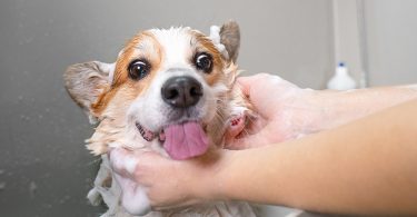 Comment bien laver son chien à l'aide d'un shampoing adapté ?