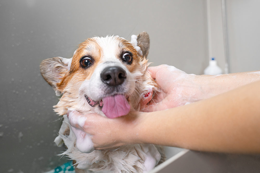 Comment bien laver son chien à l'aide d'un shampoing adapté ?