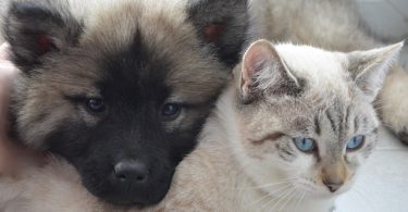 Races de chien qui s'entendent bien avec les chats