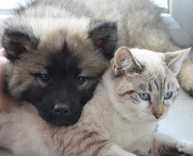 Races de chien qui s'entendent bien avec les chats