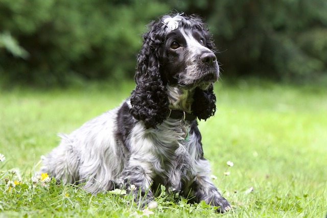 Cocker spaniel