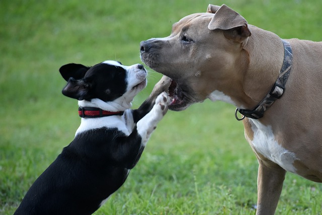 maturité physique chez le chien ; quant est-ce qu'un chien atteint l'âge adulte ? 