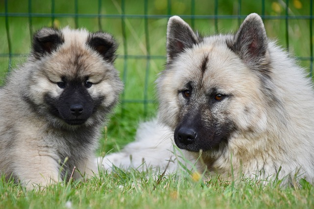 Quand est-ce qu'un chiot devient adulte ?