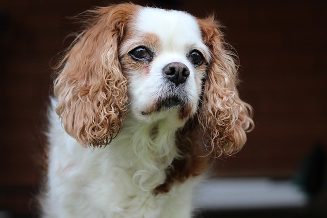 Races de chiens compatibles avec les chats : Cavalier King Charles 