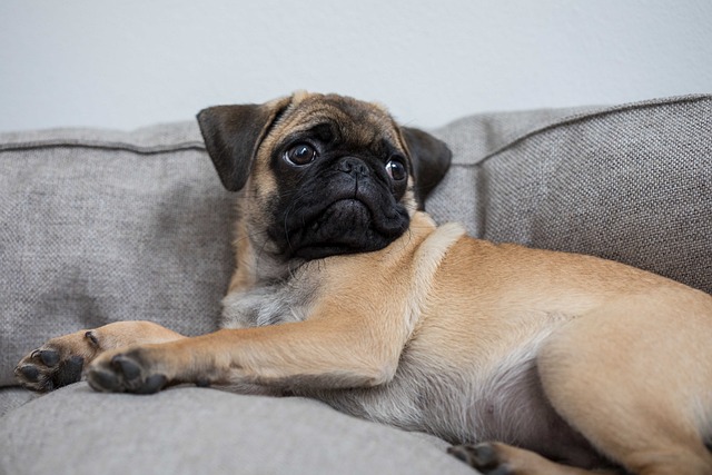 Quel chien peut rester seul : le Carlin