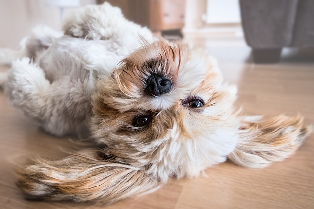 Quel chien quand on travaille : le Shih Tzu