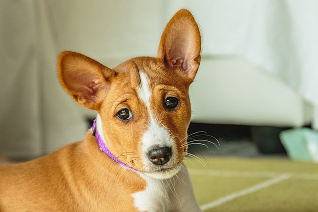 Race de chien quand on travaille : le Basenji