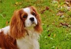 Adopter un Cavalier King Charles