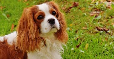 Adopter un Cavalier King Charles