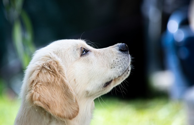 Chiens détecteurs de maladie