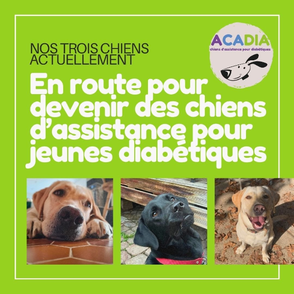 ACADIA, chiens d'assistance pour diabétiques