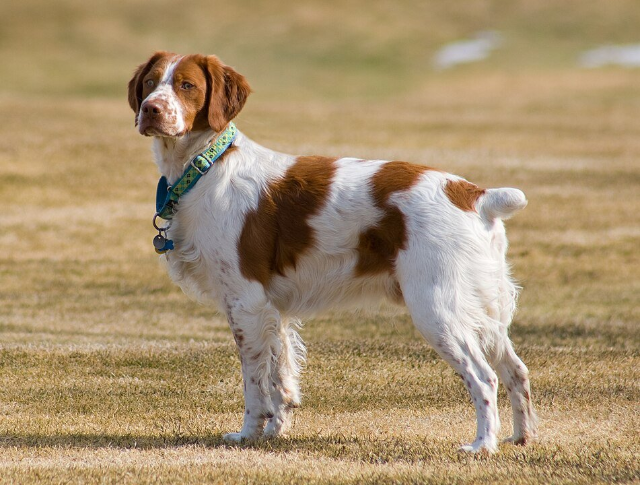 méthodes d'identification pour chien